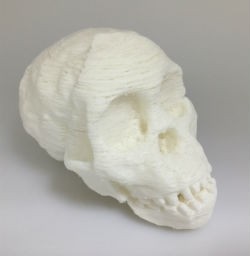 Taung child skull used for an Anthropology class.