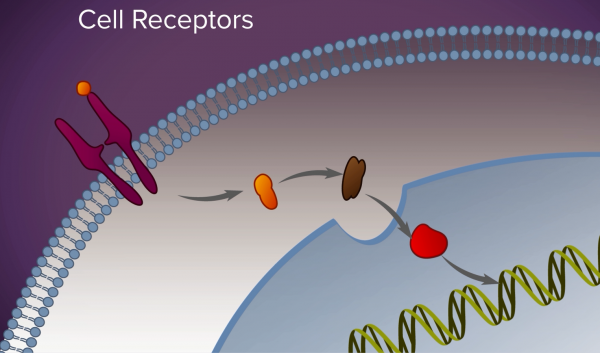 A screenshot of an animation depicting how targeted therapy works on cell receptors